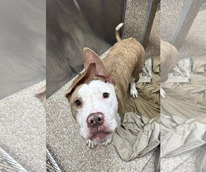 Mutt Dogs for adoption in Martinsburg, WV, USA