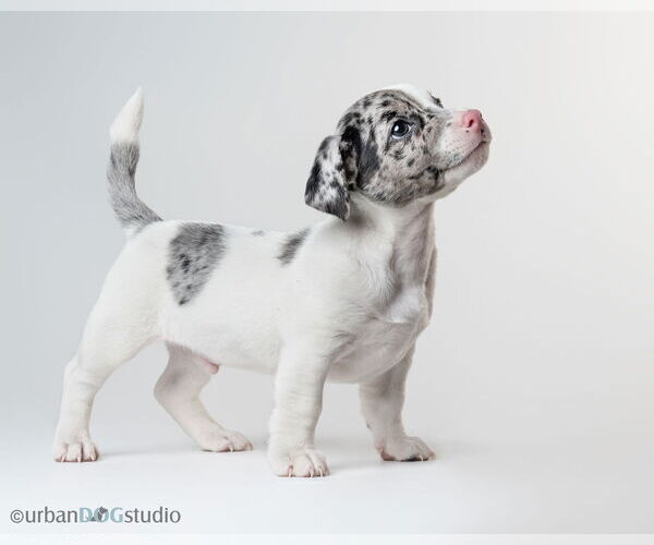 Medium Photo #5 Jack Russell Terrier-Unknown Mix Puppy For Sale in Tampa, FL, USA