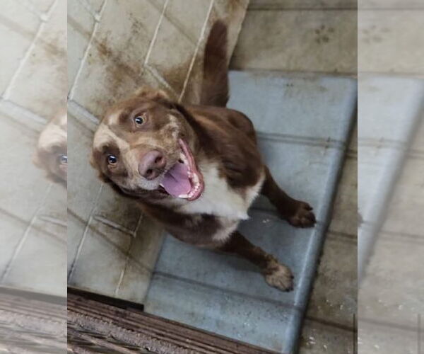 Medium Photo #1 Aussiedor Puppy For Sale in New Orleans, LA, USA