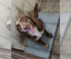 Aussiedor Dogs for adoption in New Orleans, LA, USA