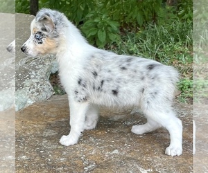 Miniature Australian Shepherd Puppy for sale in ONEONTA, AL, USA