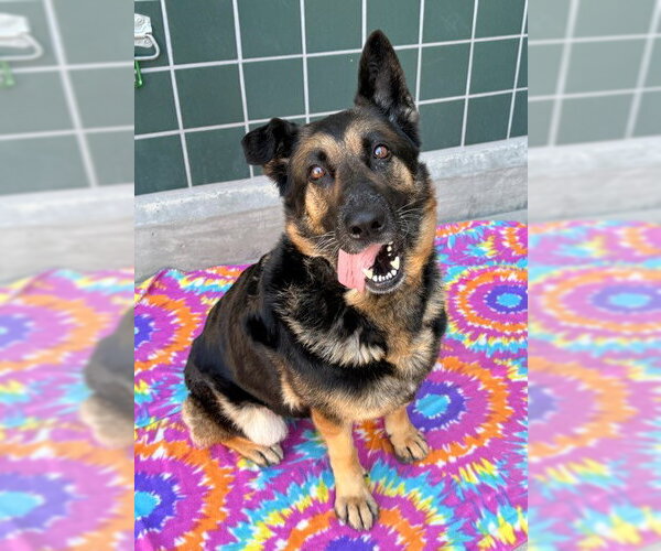 Medium Photo #1 German Shepherd Dog Puppy For Sale in Rancho Cucamonga, CA, USA