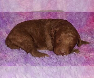 Miniature Labradoodle Puppy for sale in LA HABRA, CA, USA