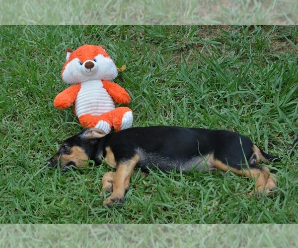 Medium Photo #16 Bloodhound Puppy For Sale in CORNING, AR, USA