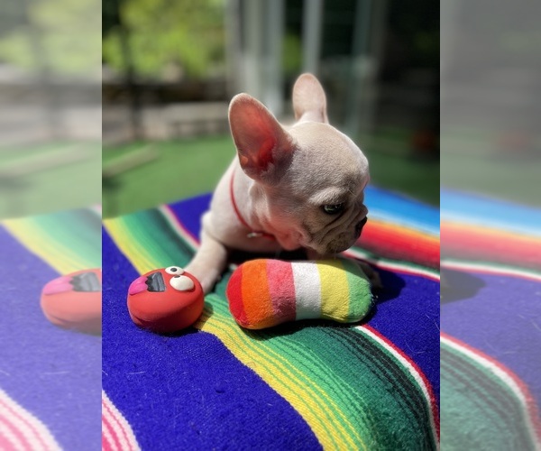 Medium Photo #4 Faux Frenchbo Bulldog Puppy For Sale in HOODSPORT, WA, USA