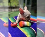 Small #3 Faux Frenchbo Bulldog
