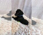 Small #1 Chiweenie