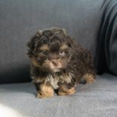 Havanese Puppy for sale in KENT, OH, USA