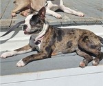 Small Photo #1 Boston Terrier Puppy For Sale in GENOA, NE, USA
