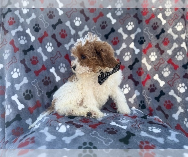 Medium Photo #7 Cavapoo (Miniature) Puppy For Sale in LAKELAND, FL, USA