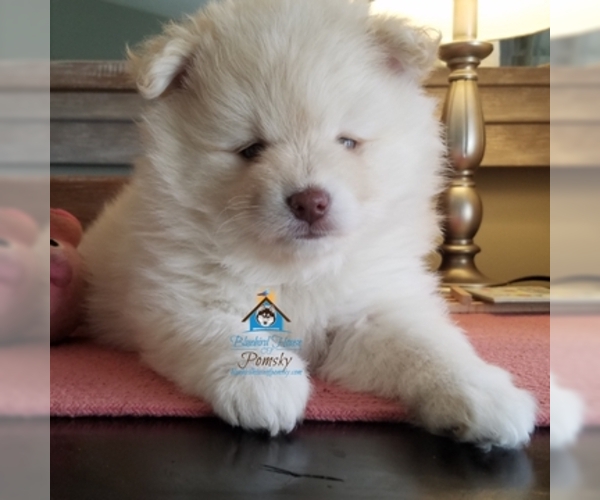 Medium Photo #43 Pomeranian-Pomsky Mix Puppy For Sale in RAMSEY, MN, USA
