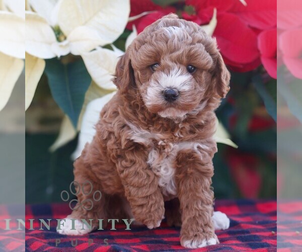 Medium Photo #1 Poodle (Miniature) Puppy For Sale in LEOLA, PA, USA