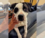 Small #9 Bullypit
