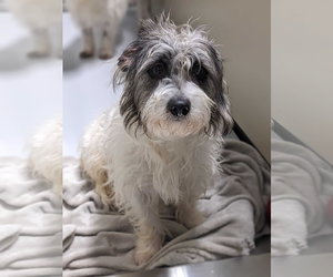 Mutt Dogs for adoption in Woodbury, NY, USA