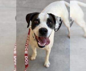 Boxer Dogs for adoption in Santa Maria, CA, USA