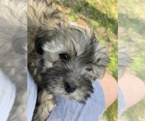 Mother of the Havanese puppies born on 08/16/2022