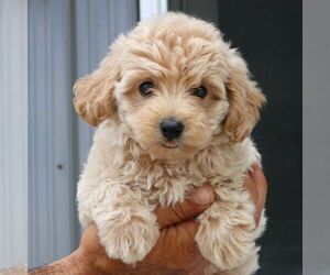 Maltipoo Puppy for sale in BIRD IN HAND, PA, USA