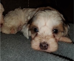 Small #4 Bernedoodle (Miniature)