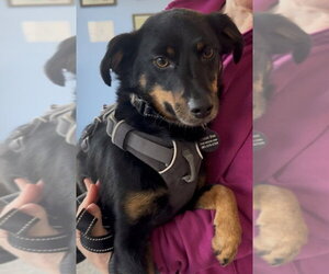 Toy Rat Doxie Dogs for adoption in Greenbelt, MD, USA