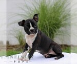 Small #2 Boston Terrier