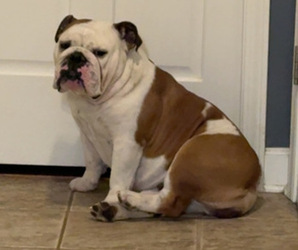 Mother of the English Bulldog puppies born on 05/05/2026