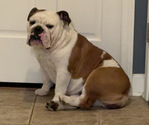 Small Photo #1 English Bulldog Puppy For Sale in EVEREST, KS, USA