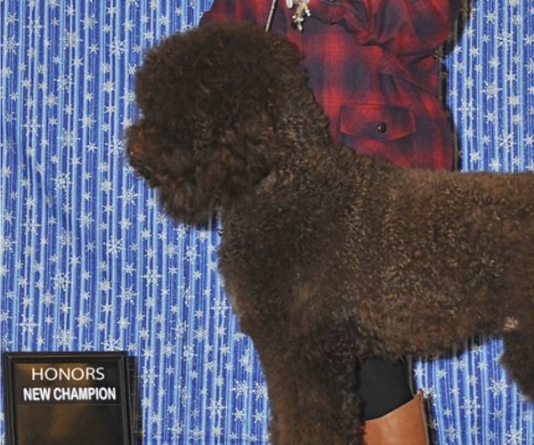 Medium Photo #1 Barbet Puppy For Sale in GREENBANK, WA, USA