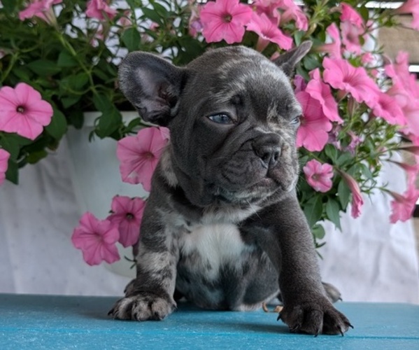 Medium Photo #8 French Bulldog Puppy For Sale in GOSHEN, IN, USA