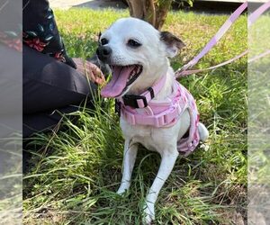 Chihuahua Dogs for adoption in Spring Lake, NC, USA