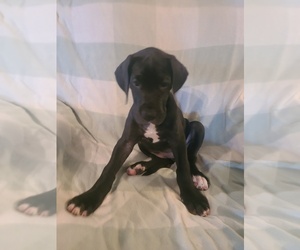 Great Dane Puppy for sale in HALIFAX, PA, USA