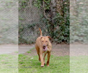 Labrador Retriever-Rhodesian Ridgeback Mix Dogs for adoption in McDonough, GA, USA