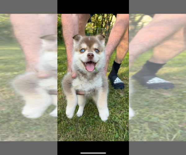 Medium Photo #1 Pomsky Puppy For Sale in NORWICH, NY, USA