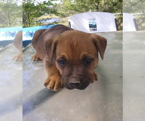 Cardigan Welsh Corgi-Labrador Retriever Mix Puppy for sale in RANGER, GA, USA