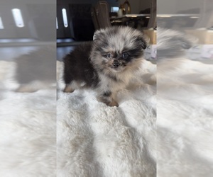 Pomeranian Puppy for sale in BAKERSFIELD, CA, USA