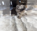 Oreo - Male Pomeranian Puppy for Sale - Small photo
