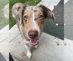 Small #2 Australian Shepherd