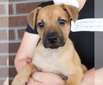 Small #1 Mutt