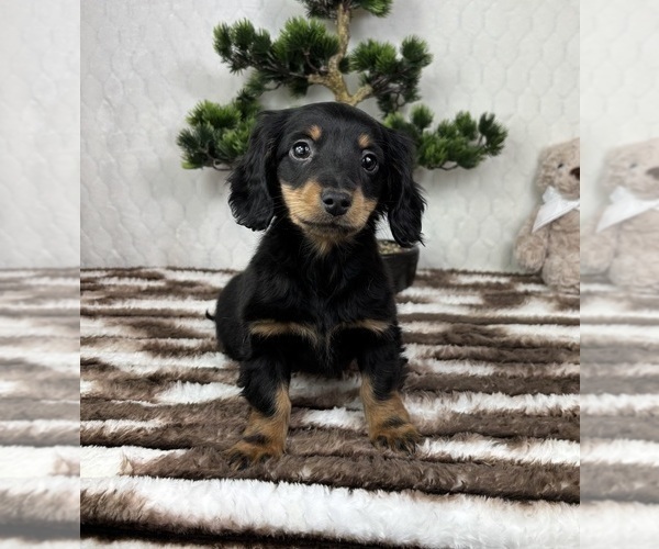 Medium Photo #3 Dachshund Puppy For Sale in FRANKLIN, IN, USA