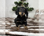 Small #2 Dachshund