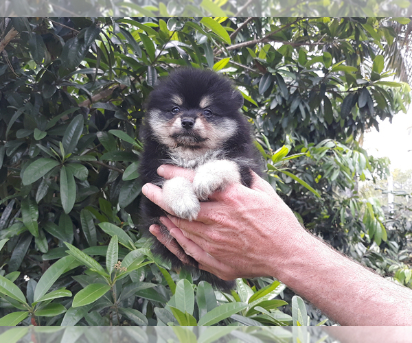 Medium Photo #11 Pomeranian Puppy For Sale in WEST PALM BEACH, FL, USA