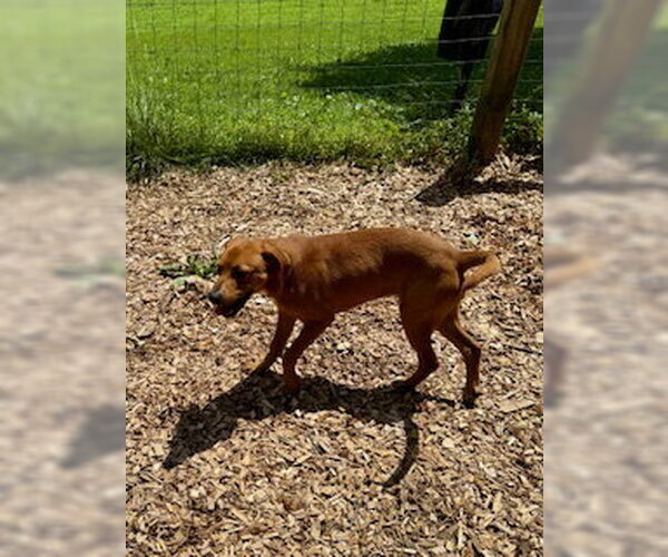 Medium Photo #1 Mutt Puppy For Sale in Sparta, TN, USA