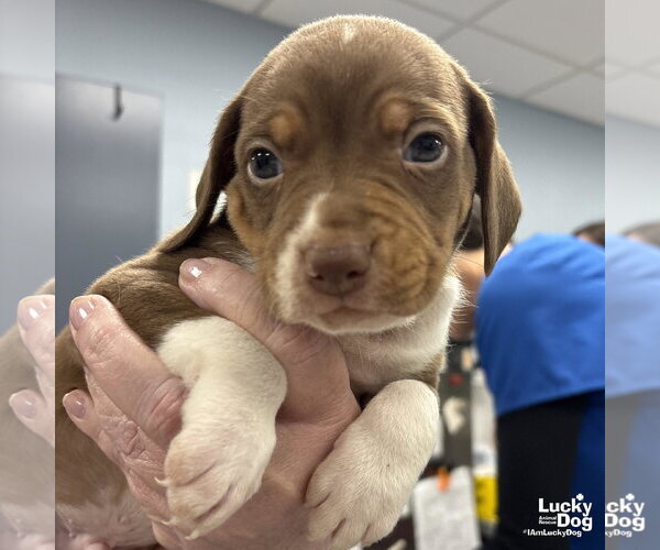 Medium Photo #1 Beagle-Retriever  Mix Puppy For Sale in Washington, DC, USA