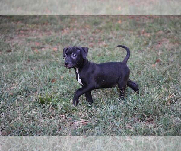 Medium Photo #1 American Pit Bull Terrier Puppy For Sale in Topeka, KS, USA