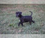 Small American Pit Bull Terrier-Labrador Retriever Mix