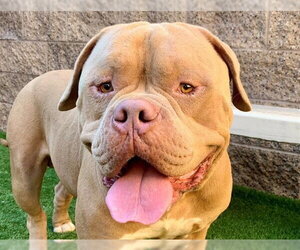 Dogue de Bordeaux-Unknown Mix Dogs for adoption in Moreno Valley, CA, USA