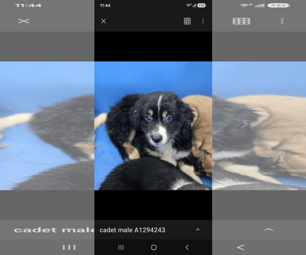 Medium Photo #1 Mutt Puppy For Sale in Woodbury, NY, USA
