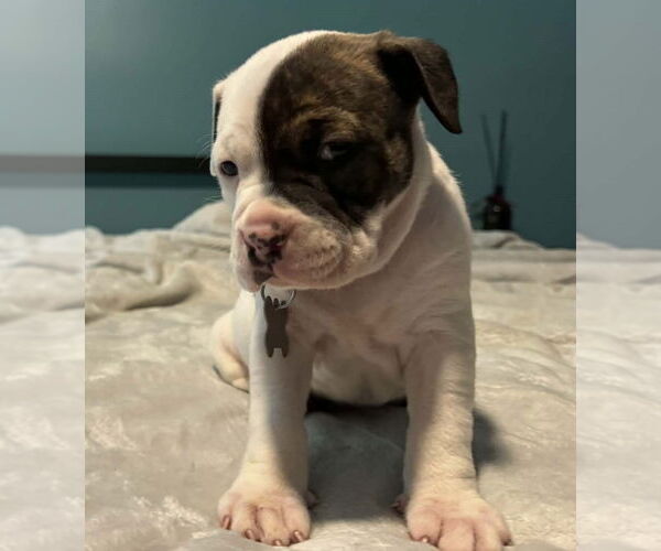 Medium Photo #1 Bull-Boxer Puppy For Sale in Holly Springs, NC, USA