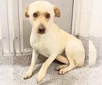 Small #1 Labrador Retriever Mix