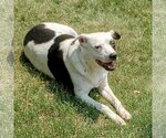 Small Photo #14 American Staffordshire Terrier-Border Collie Mix Puppy For Sale in Huntley, IL, USA