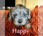 Puppy Happy Shih Tzu
